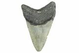 Fossil Megalodon Tooth - North Carolina #354510-1